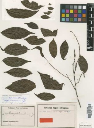 Dichapetalum subuncinatum Engl. [isotype]