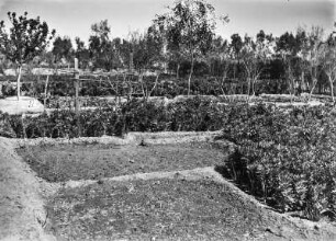 Gartenanlage : Blick auf einen durch Bewässerung angelegeten Garten in der Oase von Ghadames.