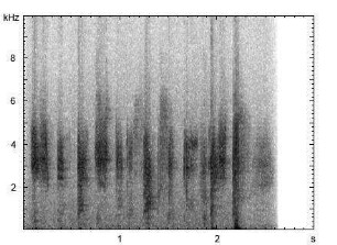 Wellensittich | Melopsittacus undulatus - Imitation der menschlichen Sprache