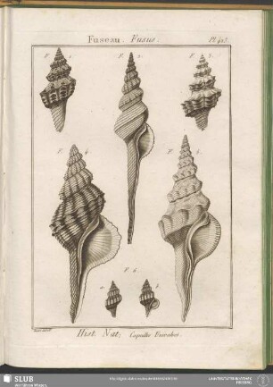 Pl. 423. Fuseau. Fusus