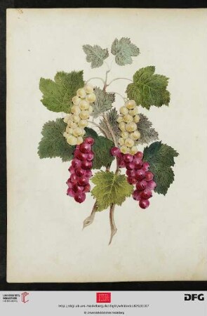 [Tafel 25-26] Currants