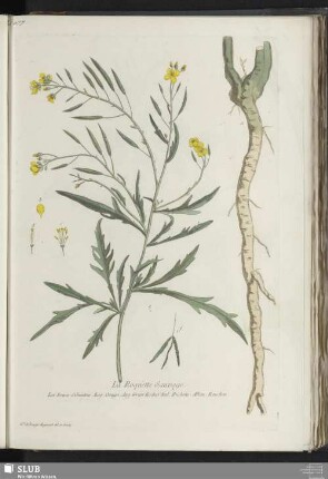 La Roquette Sauvage