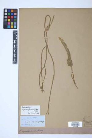 Phlegmariurus aqualupianus (Spring) B. &Oslash;llg.