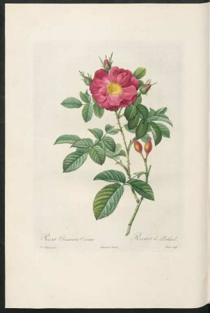 Rosa Damascena Coccinea. Rosier de Portland. Bessin sculp.