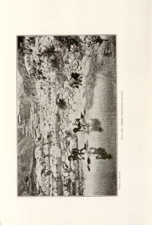 Plate LXVI. Women transplanting rice
