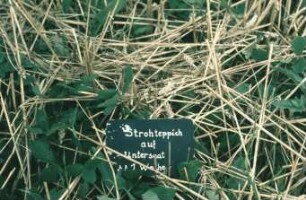 Strohdeppich auf Untersaat