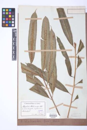 Alsophila blechnoides (Rich.) Hook.