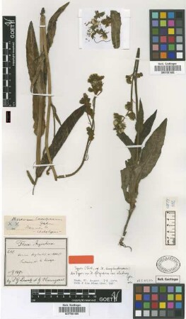 Hieracium frigidum Wedd. var. Griseb. elatius[syntype]