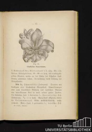 Fig. 21. Gladiolus Nanceianus.