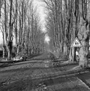 Allee mit Lindenbäumen: Straße nach Bargfeld-Stegen mit Straßenschäden: links VW-Käfer: rechts Straßenschild: dahinter Fahrradfahrer