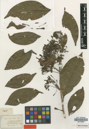 Inga myriantha Poepp. [type]