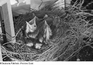 Jungvögel im Nest