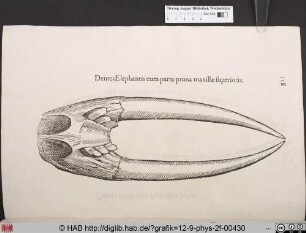 Dentes Elephantis cum parte prona maxillae superioris.