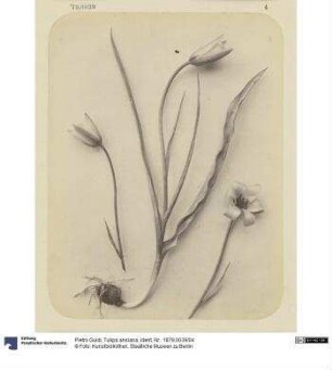 Tulipa ansiana