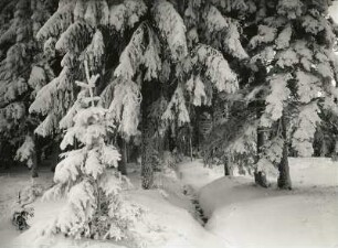 Osterzgebirge. Tief verschneiter Wald am Kahleberg