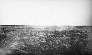 Steppe
