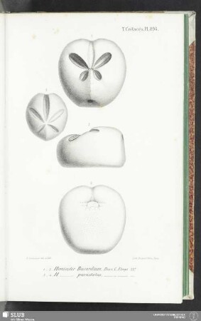 Pl. 894