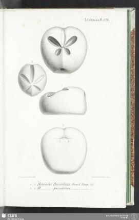 Pl. 894