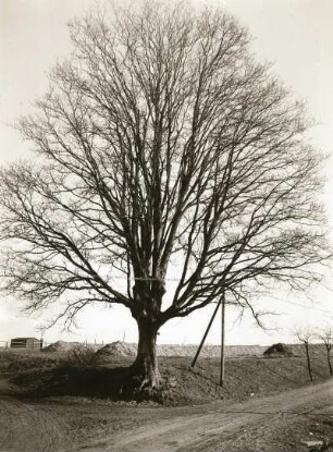 Berg-Ahorn (Acer pseudoplatanus). Unbelaubt
