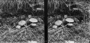 Gemeiner Rotfußröhrling : Gemeiner Rotfußröhrling (Xerocomellus chrysenteron).