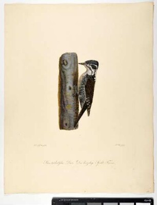 Picus tridactÿlus. Linn: Der dreizehige Specht. Femina. - Dreizehenspecht. Picoides tridactylus; fem. - Zeichner: Ambrosius Gabler; Stecher: Johann Carl Bock