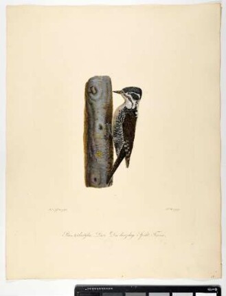 Picus tridactÿlus. Linn: Der dreizehige Specht. Femina. - Dreizehenspecht. Picoides tridactylus; fem. - Zeichner: Ambrosius Gabler; Stecher: Johann Carl Bock