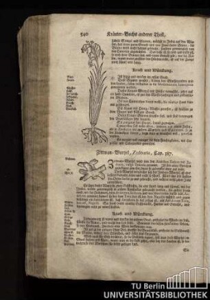 Cap. 387. Zittwan-Wurzel, Zedoaria.