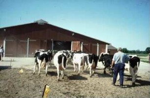 Fotografie: Milchkuh, Melken, Betriebsgebäude