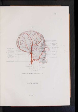 Arteriae capitis.