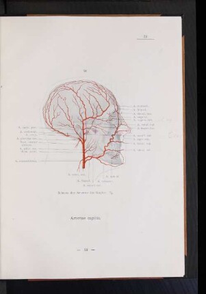 Arteriae capitis.