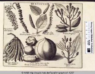 Fructus: Pfeffer, Zimt und Muskatnuss