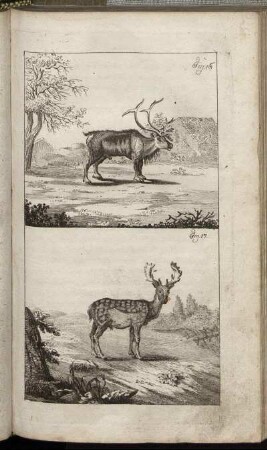 Fig. 16. - Fig. 17.