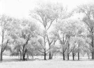 Parklandschaft