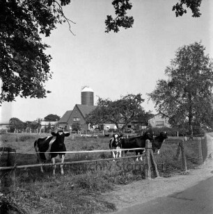 Landwirtschaft: vorn auf eingezäunter Weide Kühe: hinten Bauerngehöft mit Silo und Wohnhäuser