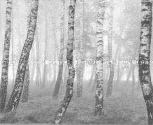 Birkenwald im Nebel