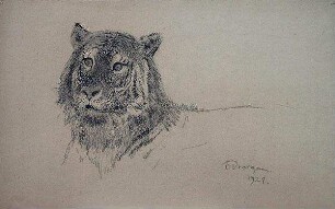 Studie eines Tigerkopfes