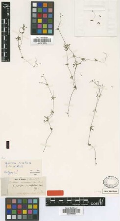 Galium sylvestre Pollich var. Boiss. rosellum[isotype]