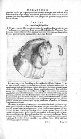 Cap. XXV. De animalibus Solipedibus