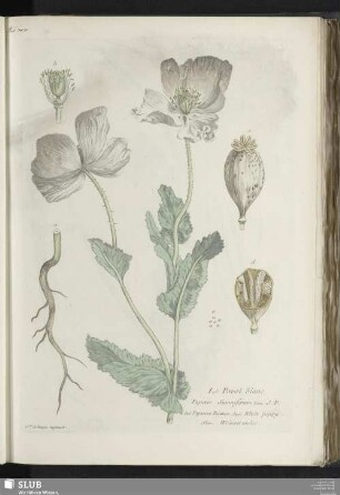 Le Pavot blanc