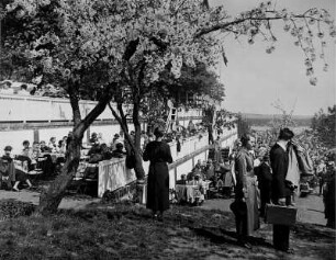 Werder/ Havel. Frühling. Baumblüte. Ansicht eines gut besuchten Gartenlokals. Gäste sitzen an Tischen