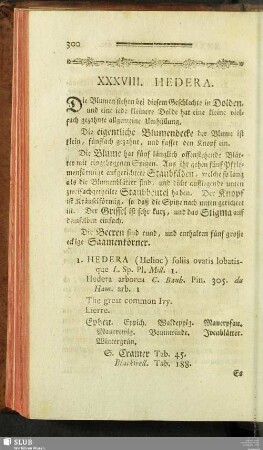 XXXVIII. Hedera