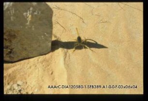 Skorpion