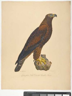 Aquila fulva. Nobis. Der alte Steinadler. Femina. - Steinadler. Aquila chrysaetos; fem. - Zeichner: Ambrosius Gabler; Stecher: Johann Carl Bock