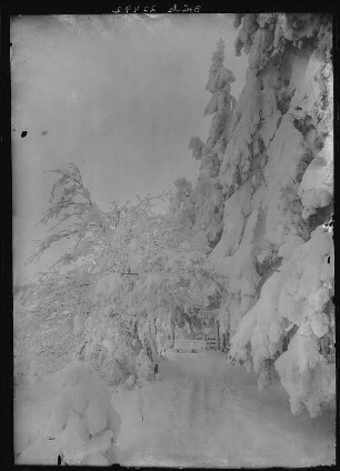 Altenberg. Winteraufnahme - Am Raupennest
