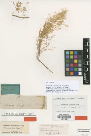 Arundo conspicua G.Forst. [holotype]
