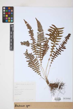 Blechnum