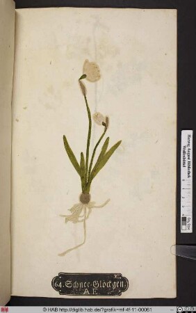 Schnee=Glöckgen. A. E. [Schneeglöckchen, Galanthus]