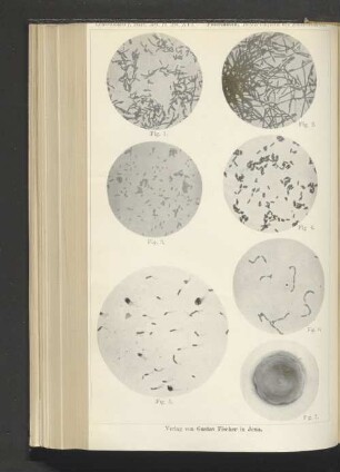 Fuhrmann, Bakterienflora des Flaschenbieres.