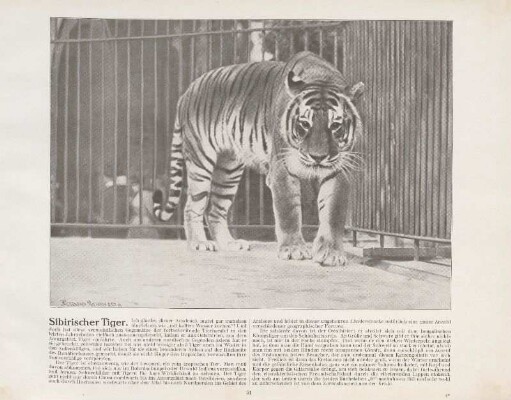 Sibirischer Tiger