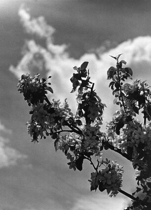 Wolkenbilder. Blütenzweig vor Wolken